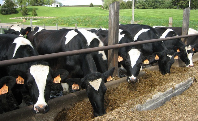 Jelentősen növekedhet 2015-től az uniós tejtermelés
