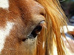 A legnagyobb vidéki lovas beruházás kezdődik Szilvásváradon