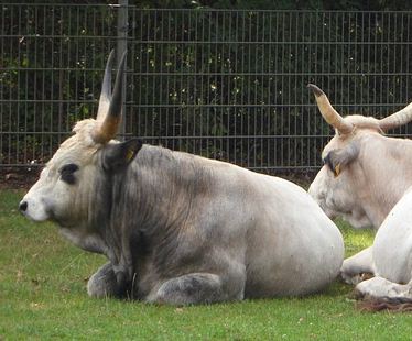 Ökoturisztikai megaprojekt a Hortobágyon