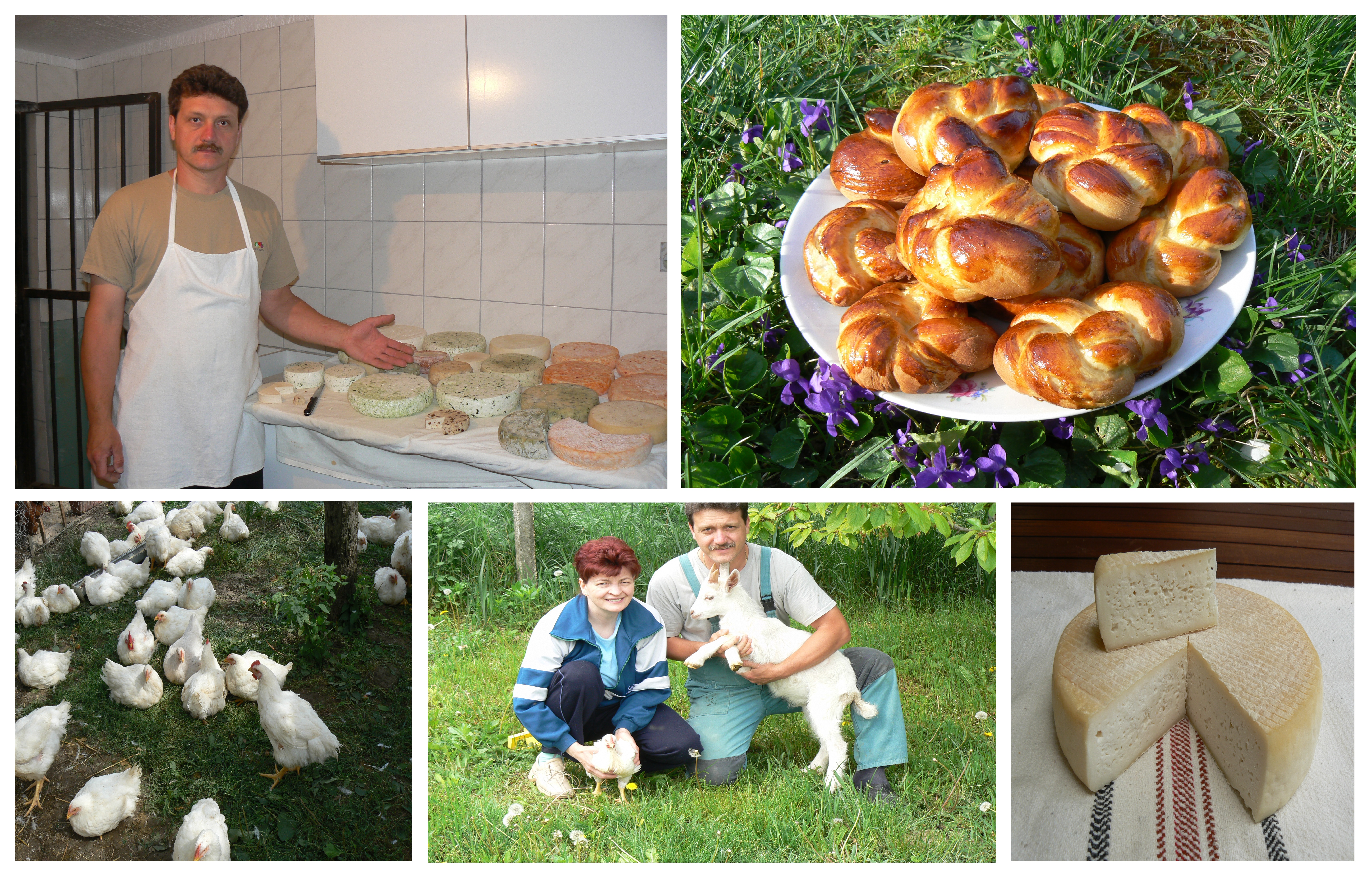 Szakács Zsolt