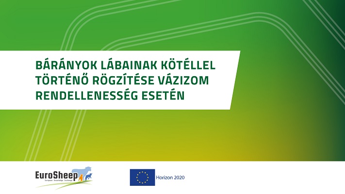 Bárányok lábainak kötéllel történő rögzítése vázizom rendellenesség esetén