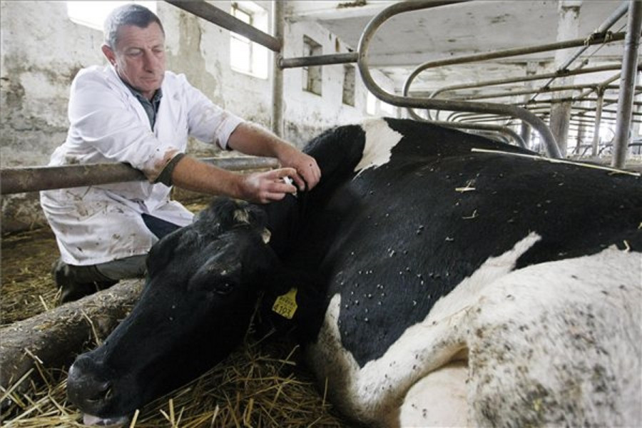 a fiatal marhák bélférgek kezelése képek